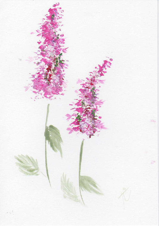 Painting of two pink agastache flowers with green leaves on a white background