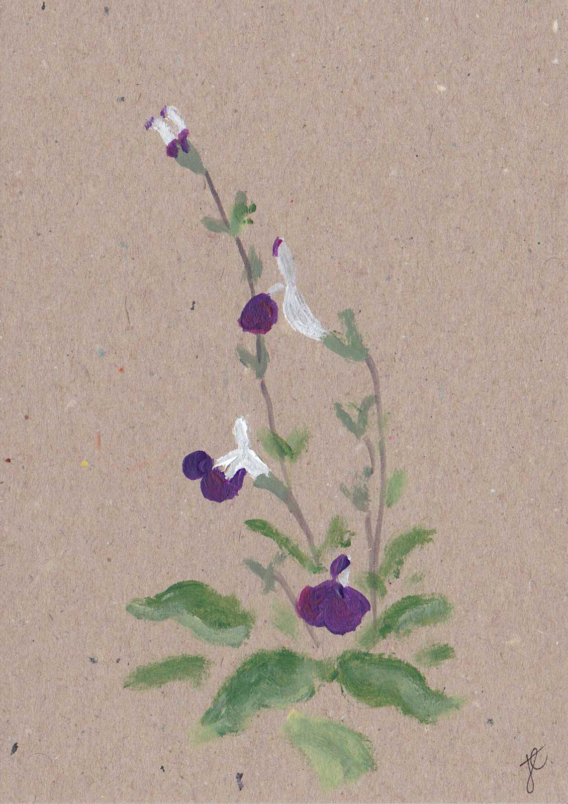Painted purple and whilte salvia flowers and foliage on kraft card