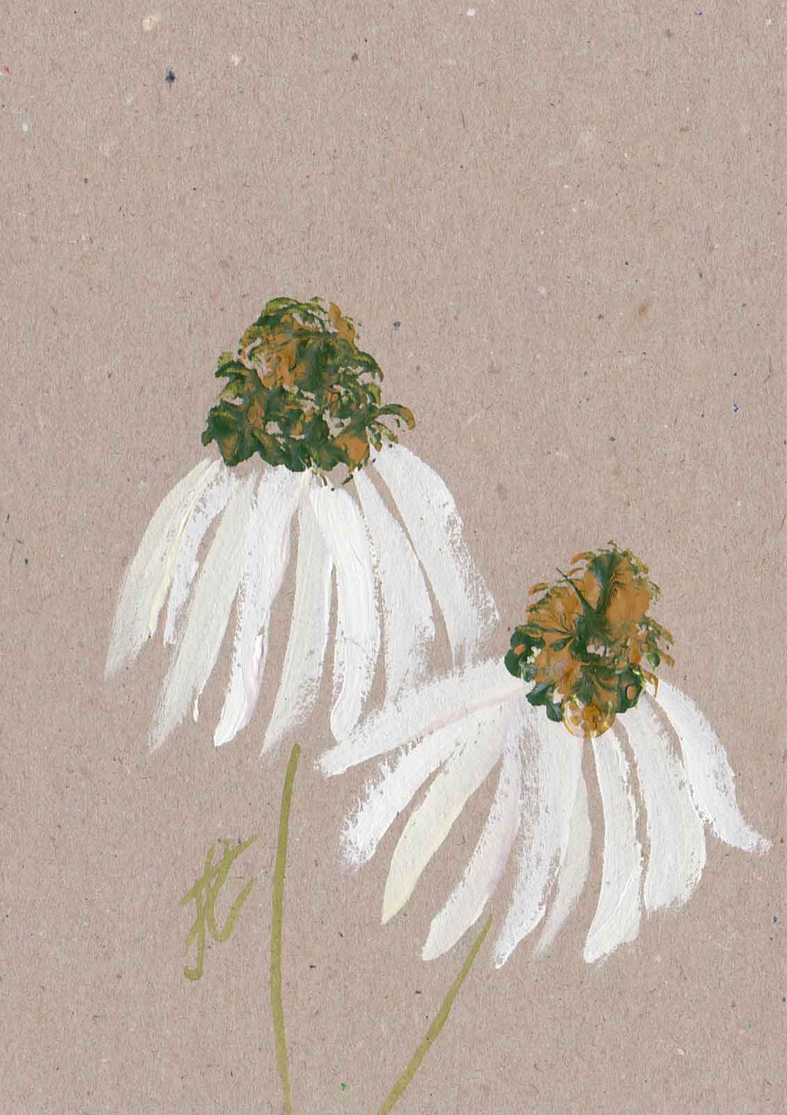 Echinacea daisy hand-painted flower note card