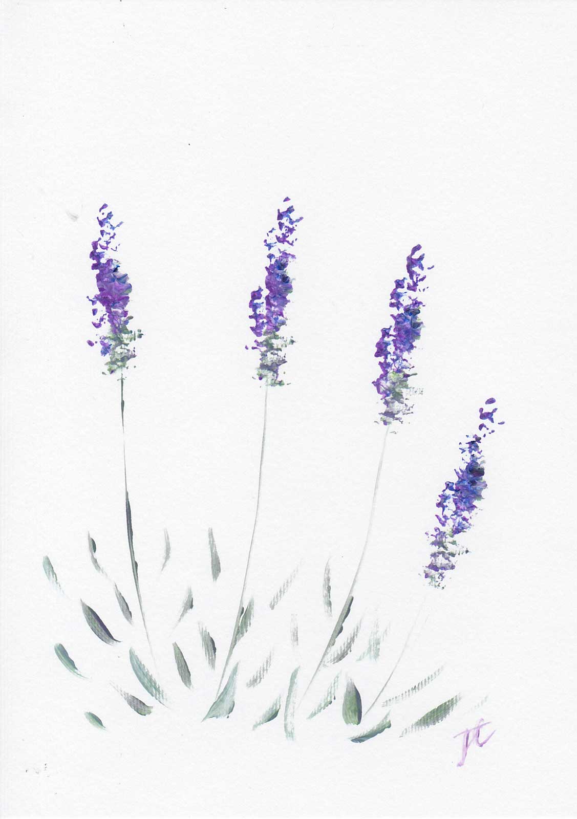 Acrylic paint sketch of 4 lavender flowers on a white background