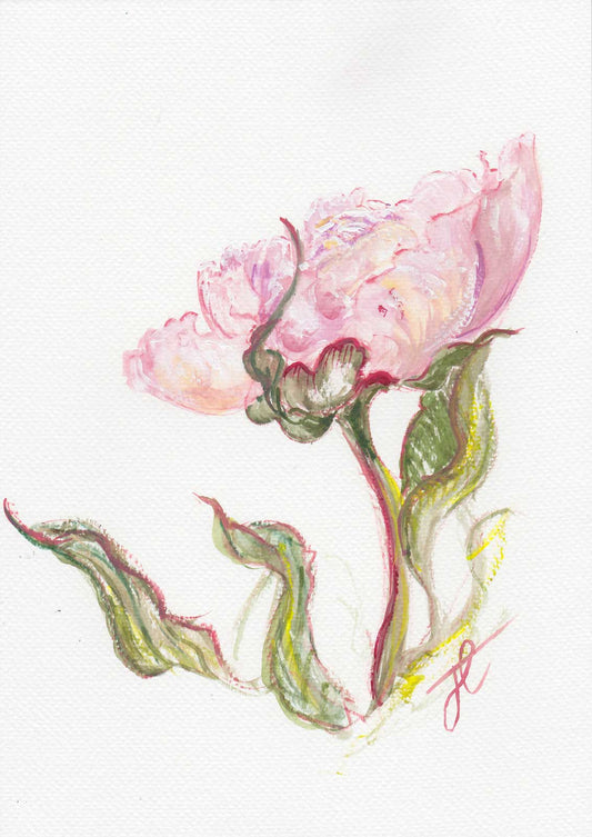 Floral study of peony in full bloom