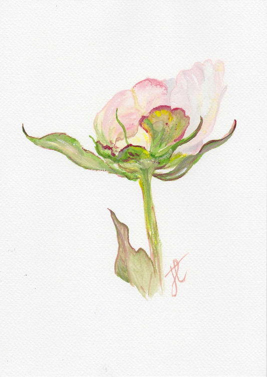 Watercolour study of peony bud
