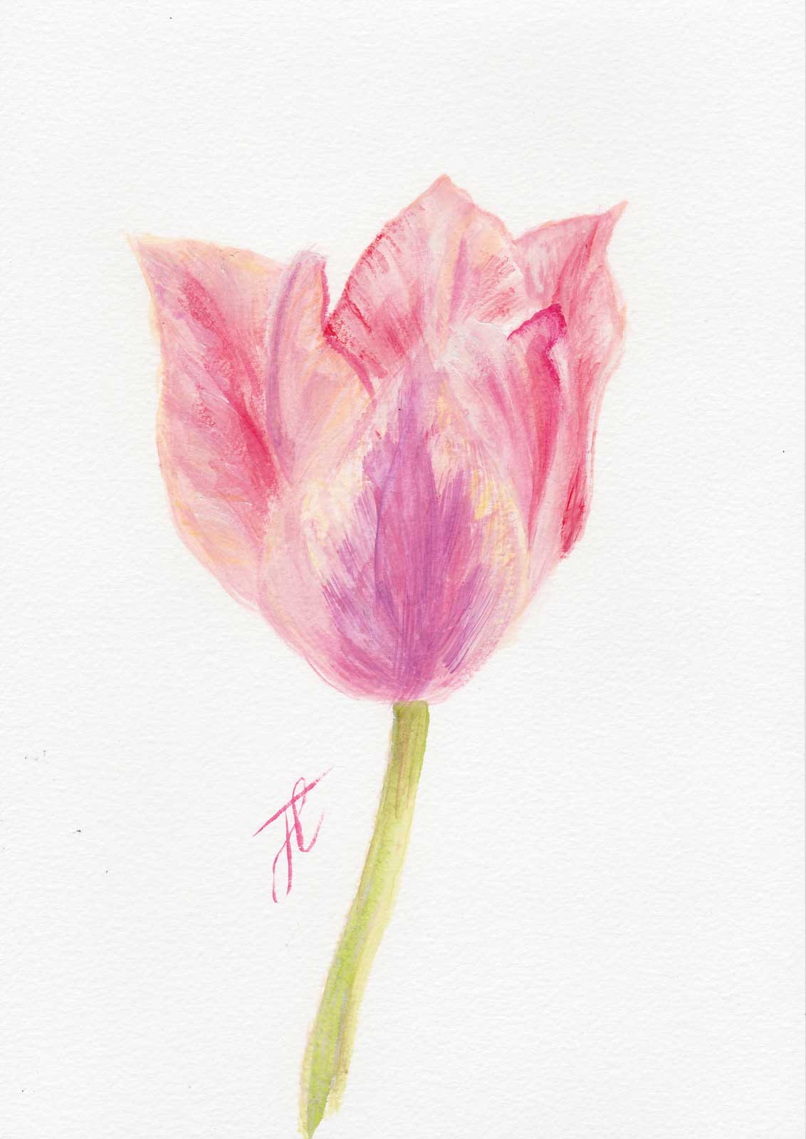 Pink tulip painted in watercolour