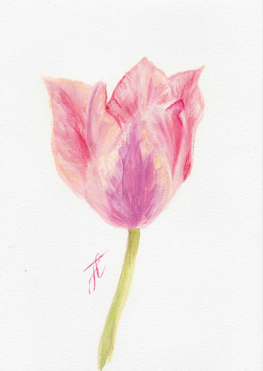 Pink tulip painted in watercolour