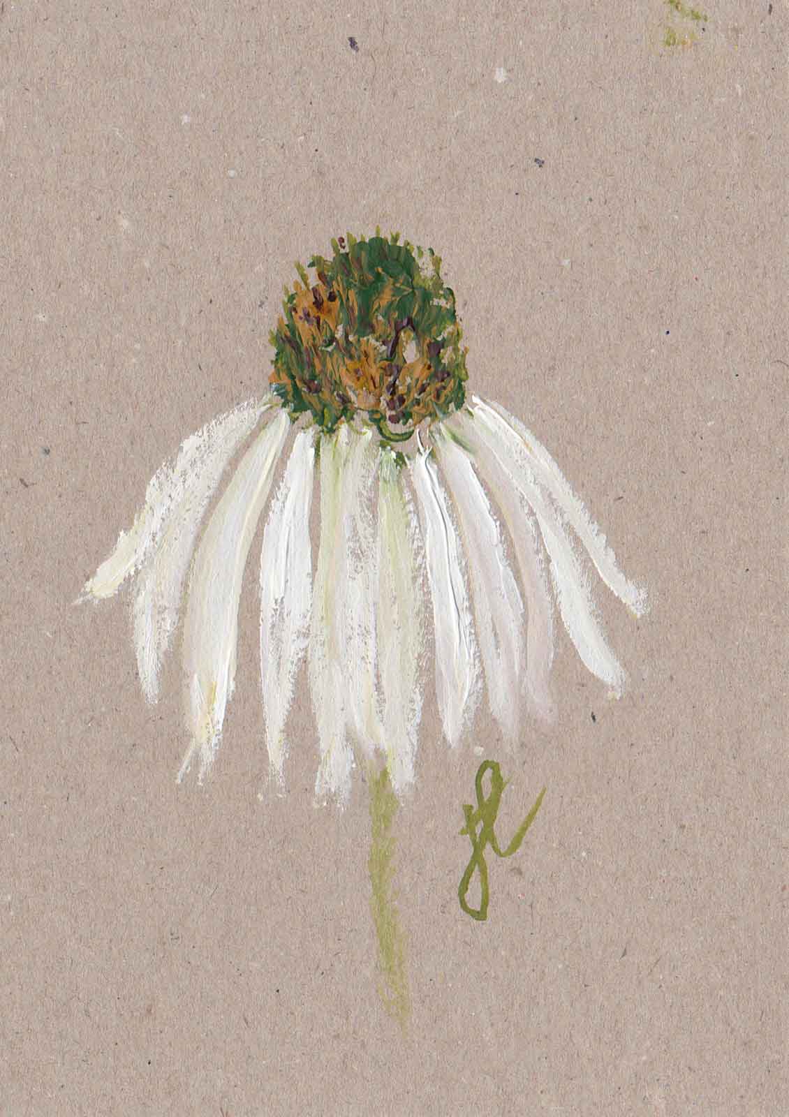 Echinacea daisy hand-painted flower note card