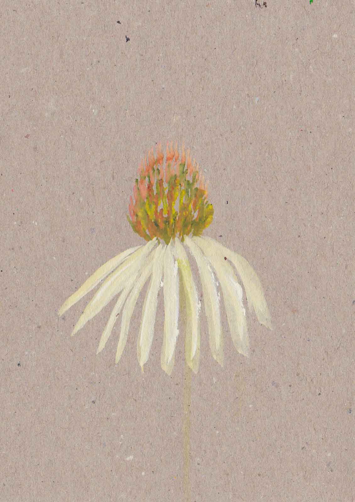 Echinacea daisy hand-painted flower note card
